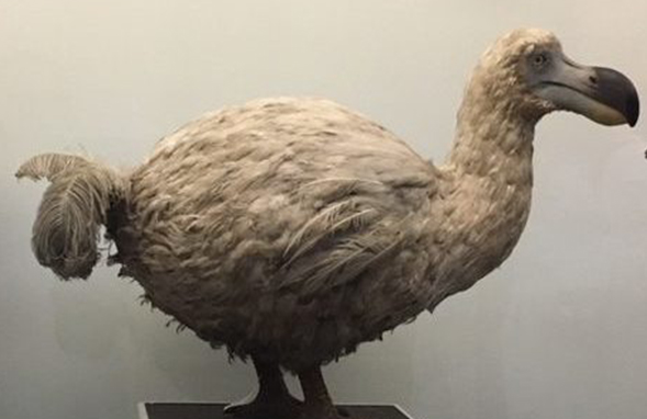 Bird dodo Dodo the
