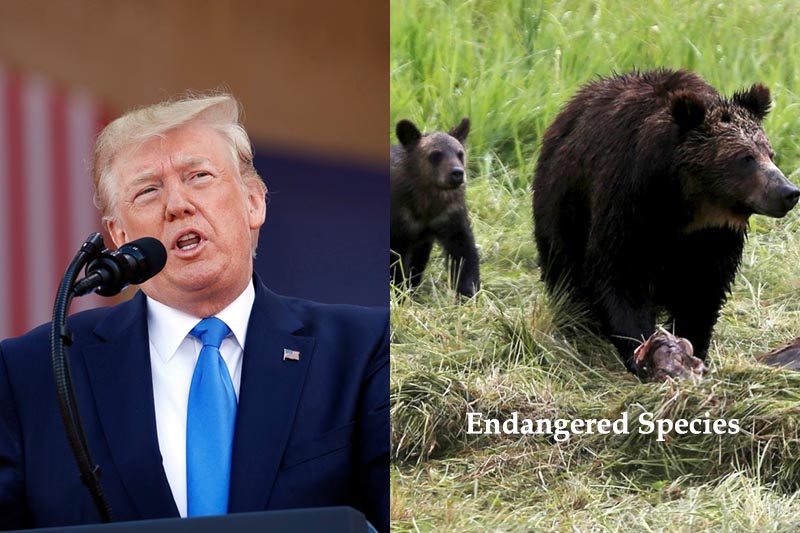 Wildlife species at risk as Trump weakens US Endangered Species Act