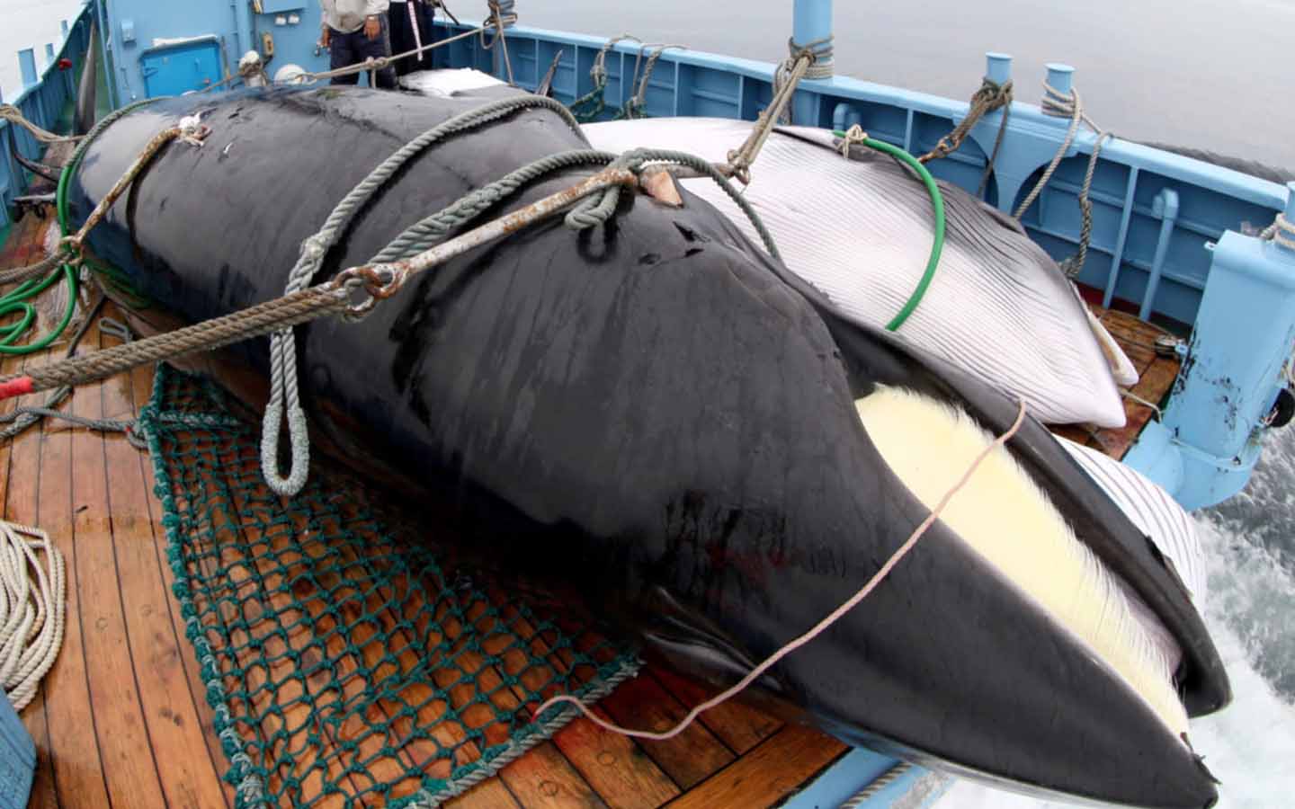 Japan to resume whaling from July 1, 2019