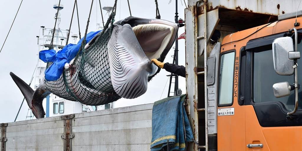 Japanese whalers resume commercial whaling