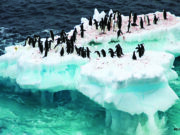 Melting Away: Earth and It’s Climate Crisis