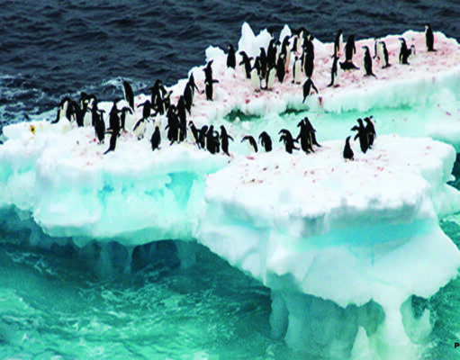 Melting Away: Earth and It’s Climate Crisis