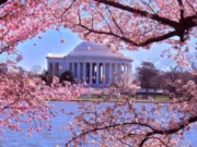 Japan, USA Celebrate Cherry Blossom Cultural Diplomacy