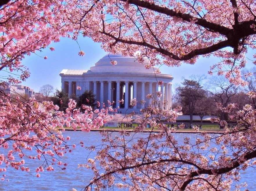 Japan, USA Celebrate Cherry Blossom Cultural Diplomacy
