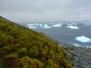 Greening of Antarctica: A Significant Climate Shift on the Frozen Continent