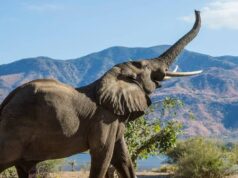 Indian Wildlife Conservation