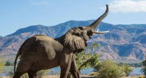 Indian Wildlife Conservation